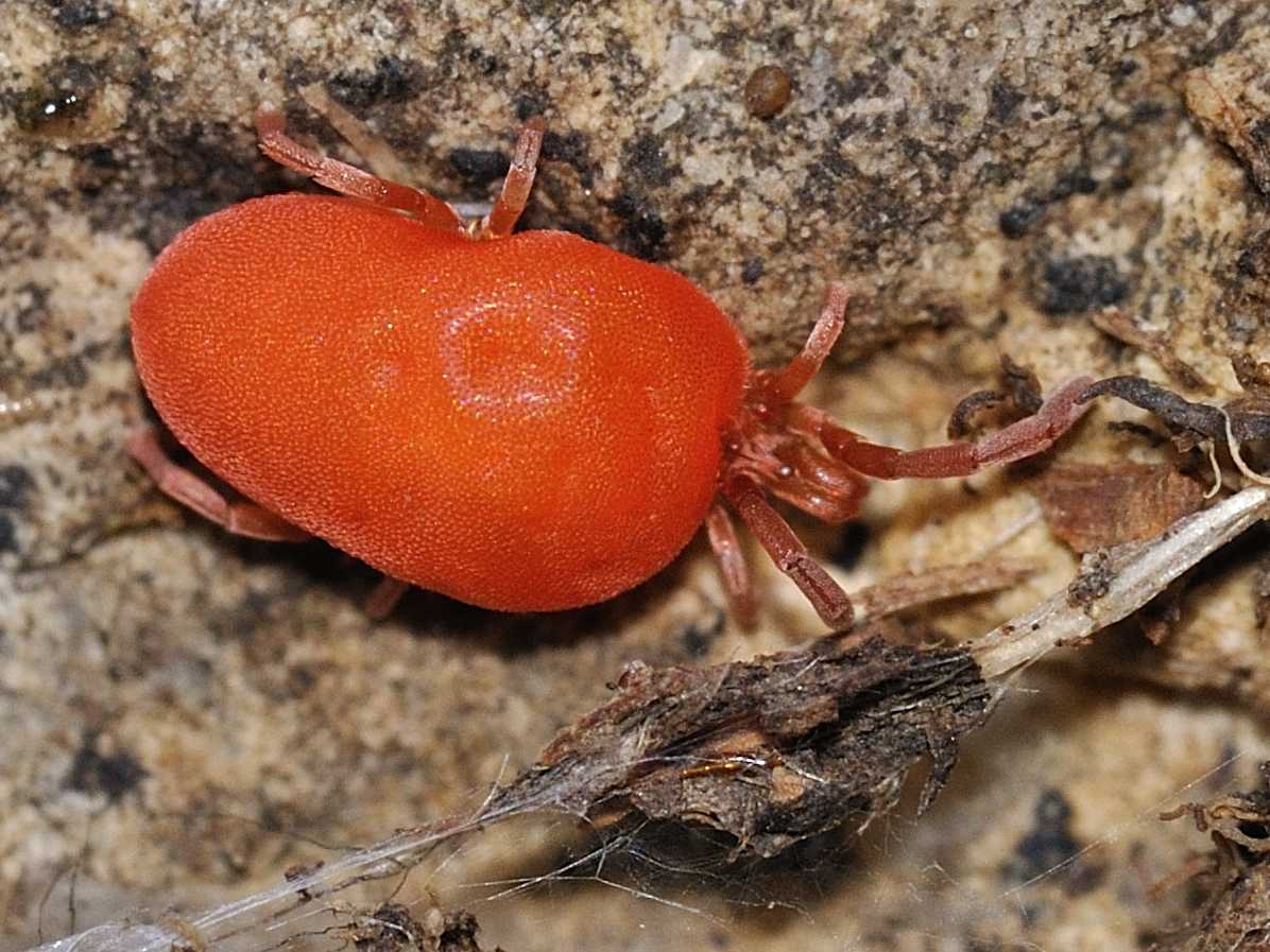 Trombidiidae - Trombidium sp. ?